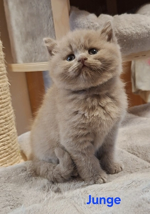 BKH Kitten ( nur noch 1 Junge Frei ) Abgabe November 