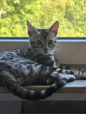 6 Monate alter bengale kater 
