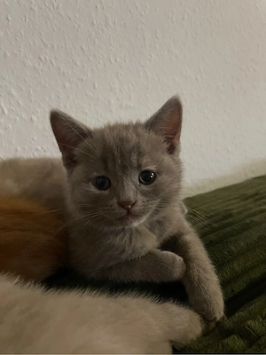 BKH kitten zum verkauf