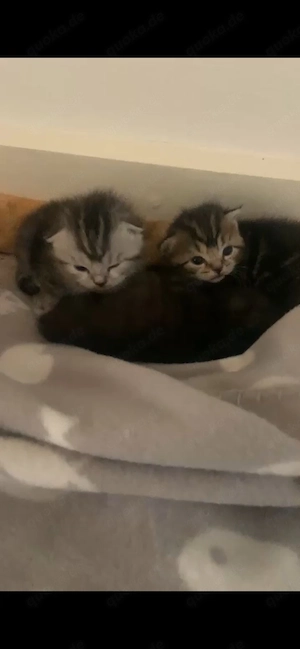    **Zwei süße Katzenbabys suchen ein liebevolles Zuhause !     **