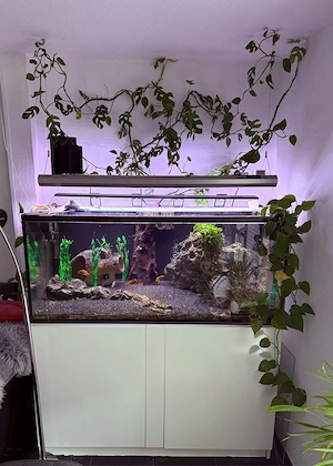 Tanganjika Aquarium 465L komplett   Eretmodus, Altolamprologus, Synodontis, Cyphotilapia frontosa.