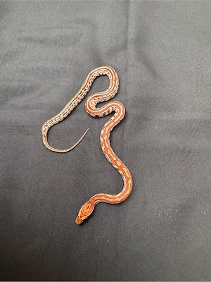 Kornnatter Amelanistic Tessera