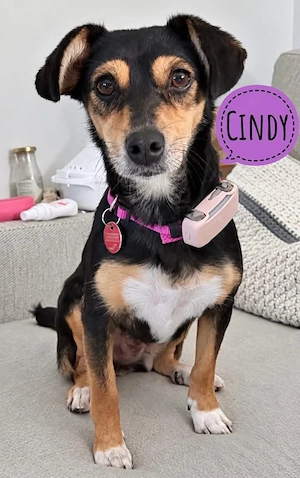Cindy, kleine Mischlingshündin mit großer Persönlichkeit, Dackel Terrier, bereits auf PS in München