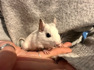 Degus (Männchen)