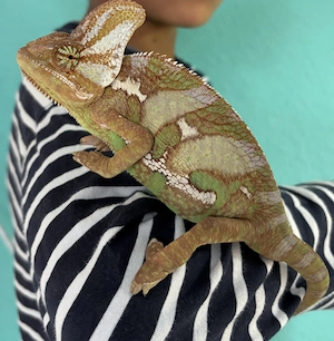 Jemenchamäleon Männchen mit Terrarium & hochwertiger Beleuchtung   Komplettset