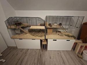 Degu- Nagerkäfig mit Degus