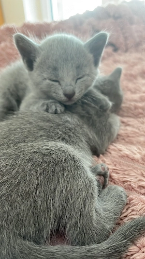 Reinrassige Russisch Blau Kitten mit Stammbaum aus seriöser Zucht