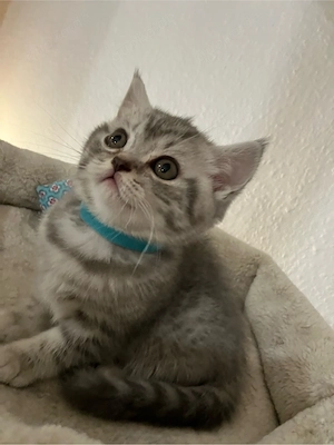  Britisch Kurzhaar Kitte Silver Tabby Weibchen