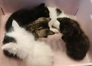 Katzen suchen neues Zuhause 
