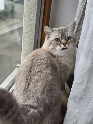 BKH Deckkater 