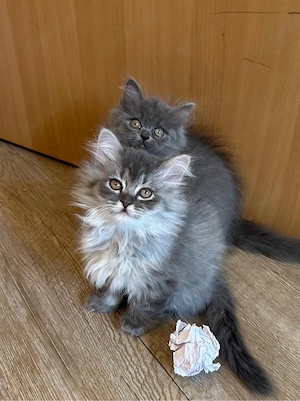 Wunderschöne Heilige Birma - Perser Mix Kitten 