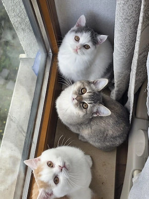 BKH Kitten Abgabe bereit 