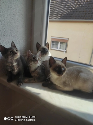 Siam Mix Baby Katzen  