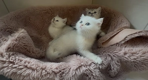 Bkh kitten mit Gesundheitszeugnis 