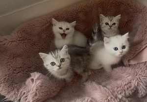Bkh kitten mit Gesundheitszeugnis 