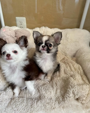 menschenfreundliche, süße Chihuahuas