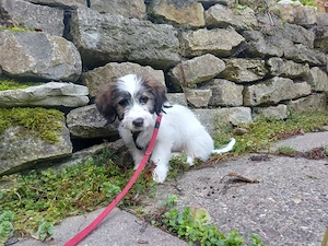 Offenes Hundekind Ruby(4 Mon, 24cm,3,8 kg) sucht XXL- Kuschelflat