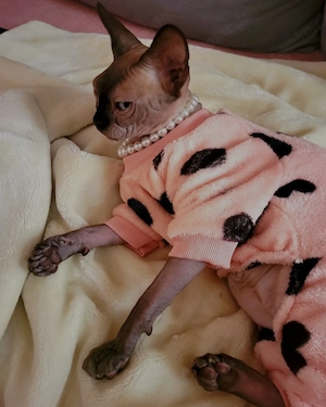 Sphynx Dame sucht ihren Lieblingsmenschen 