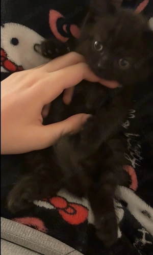  braune Katzenbabys 