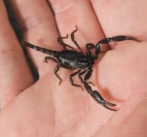 Skorpion Heterometrus silenus NZ 2026