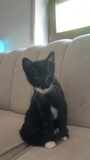 baby katzen 