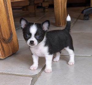 Chihuahua-Hündin sucht dringend ein liebevolles Zuhause