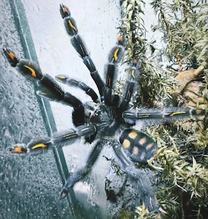 Verschiedene Vogelspinnen inklusive Terrarien abzugeben
