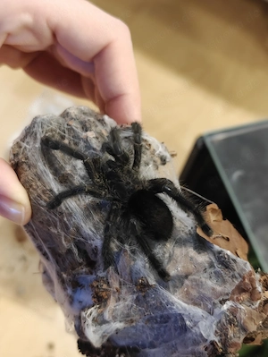 Avicularia Purpurea unbestimmt 