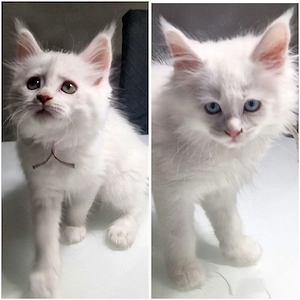 Maine Coon Kitten