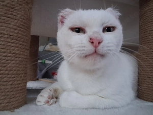 Unser liebes Katzenmädchen Diya sucht ihr goldenes Körbchen
