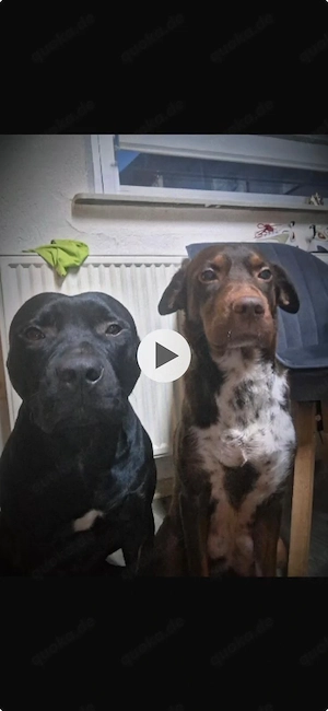 Hunde mischling