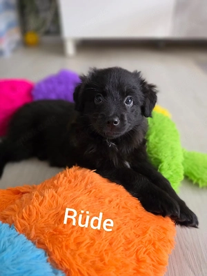 Miniature  Mini Australian Shepherd Welpen