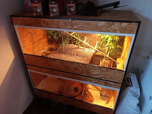 Kornnatter mit Terrarium
