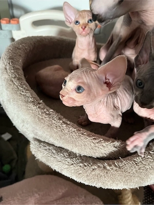 Canadian Sphynx Kitten ( Jungs) mit Tasthaare