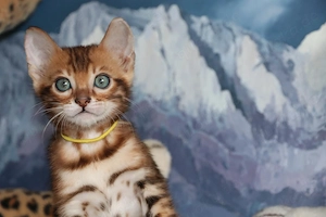 Wunderschönes reinrassiges Bengal Kitten (Kater, 12 Wochen) sucht Kuschelplatz