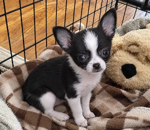Süßes Chihuahua-Mädchen sucht eine herzliche Familie