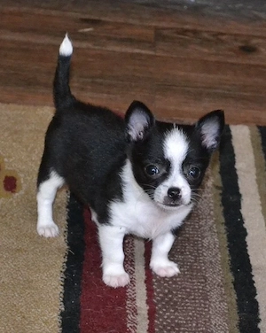 Süßes Chihuahua-Mädchen sucht eine herzliche Familie