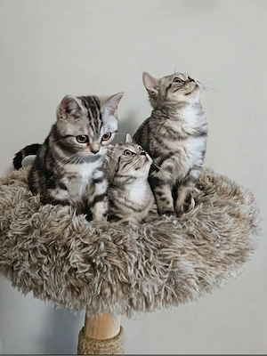 Reinrassige BKH Kitten in Black Siver Classic Tabby mit Stammbaum