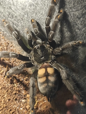 Psalmopeus Irminia unbestimmt 