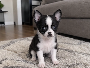  Liebevolle Familie für eine Chihuahua-Hündin gesucht