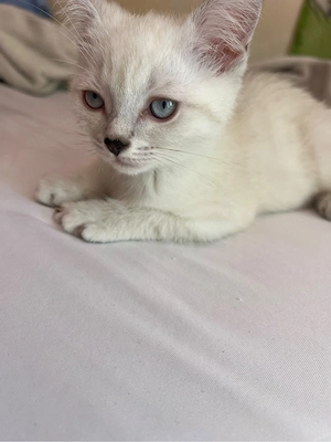 Kleine Kitten abzugeben