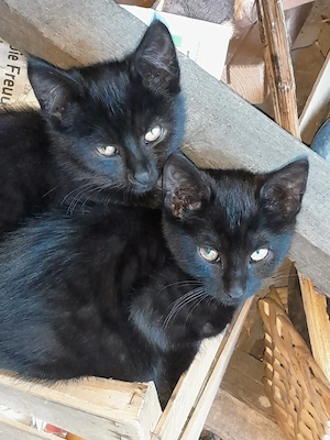 Katzenbabys Kater und Katze Freigänger Mäusefänger 