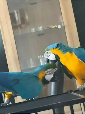 Ich biete 2 Wünderschöne Gelbbrustaras mit Papieren & Zubehör an.