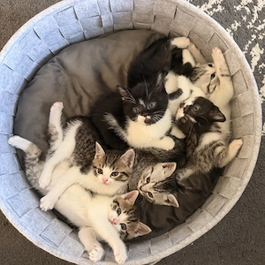 BKH und EKH mix kitten zu verkaufen 