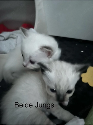Ragdoll kitten reinrassig