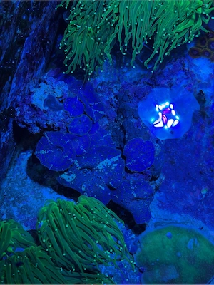 Meerwasser Koralle Scheibenanemone 