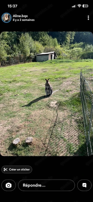 Wallaby Weibchen 