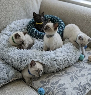 Zuckersüße BKH-Siam-Mix Kitten suchen ein liebevolles Zuhause! 