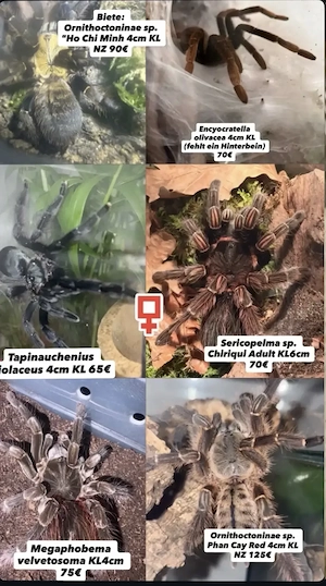 Diverse Vogelspinnen 
