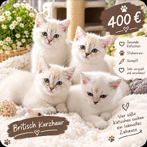 BKH.Nur heute 400.00 ! Golschadet und Silverschadet, Bluepoint.